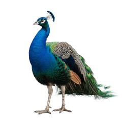Naklejka premium Peacock Standing Isolated on White Background