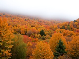 Autumn forest in misty valley