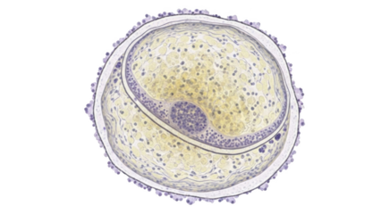 Microscopic view of a biological cell with internal structures and granular cytoplasm biology science