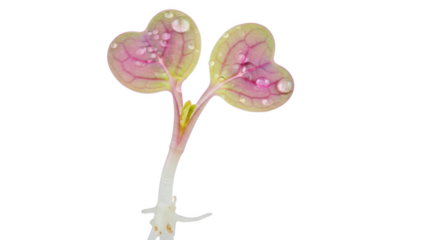 Tiny pink and green seedling with water droplets on heart shaped leaves and visible roots against black background