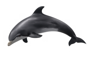 Dolphin leaping out of water on a transparent background, depicting marine wildlife and ocean animal concepts
