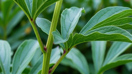 Obraz premium Close-up of vibrant green plant stem with broad leaves and red nodes