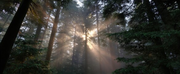Obraz premium sunrise tiptoeing through a misty forest canopy like a shy dancer in soft light