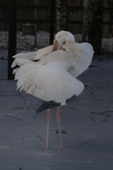 Siberian crane also known as the snow crane.