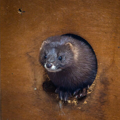 European mink or mustela lutreola