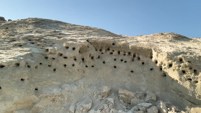 Swallows and swifts live along the riverbank, carving out cozy, sheltered burrows in the clay on a vertical cliff inaccessible to predators.
