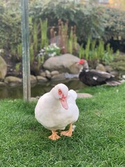 White Muscovy duck standing on green grass in park; Muscovy duck standing on lush green grass in an urban park with pond and foliage in the background