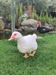 White Muscovy duck standing on green grass in park; Muscovy duck standing on lush green grass in an urban park with pond and foliage in the background