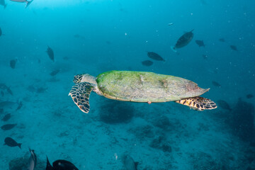 Obraz premium Scuba diving in the Maldives during New Year 2025.