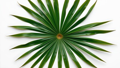 A collection of green succulent leaves neatly arranged in a circular pattern around a central point