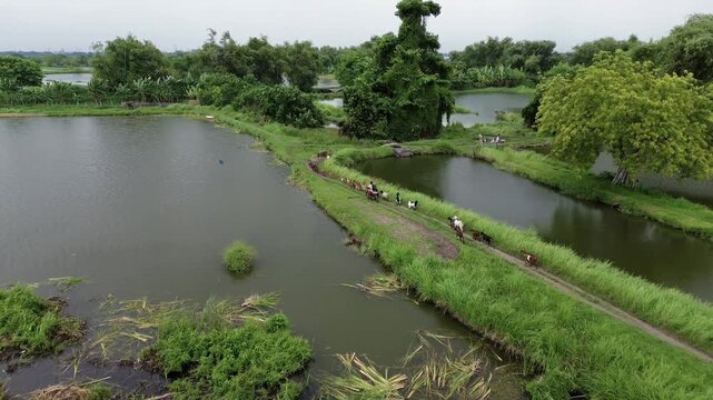 Drone Footage of Farmer Herding Goats Along Aquaculture Pond Dike