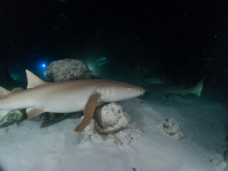 Fototapeta premium Scuba diving in the Maldives during New Year 2025.