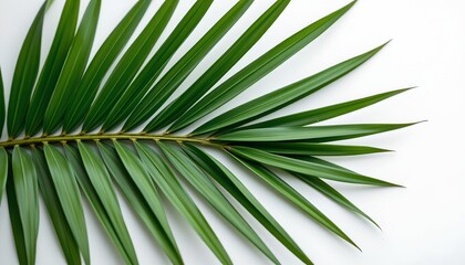 A close up of two long green leaves, one partially curling over its edge, with a visible central vein and smaller side veins. The background is nondescript, allowing the focus to remain on the leaves.