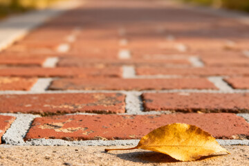 Yellow Autumn Leaf on Brick Path with Soft Focus by generative AI technology 