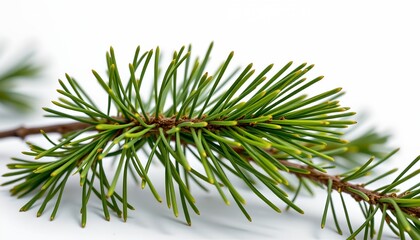 An array of green pine needles closely clustered together against a plain white background