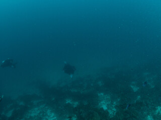 Scuba diving in the Maldives during New Year 2025.