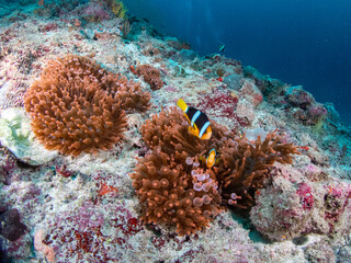 Scuba diving in the Maldives during New Year 2025.