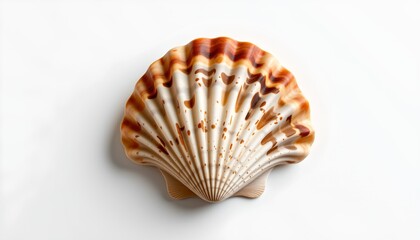 Obraz premium An opened seashell with a pattern of light and dark shades, showcasing its interior texture, displayed against a plain background.