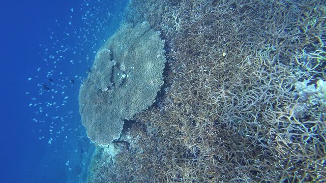 A coral damsel moves above intricate reef formations in the Banda Sea, Maluku, Indonesia.