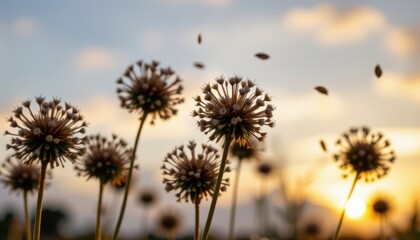 Obraz premium Silhouette of Delicate Flowers at Sunset with Blurred Motion of Seeds in the Warm Evening Glow of Nature's Beauty