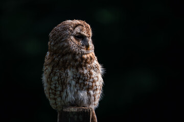 tawny owl perched