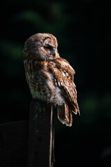 tawny owl perched