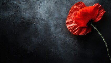Dramatic contrast of a single red poppy blossom against a dark textured backdrop
