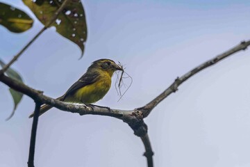 A small yellow bird is gathering straw to build its nest.