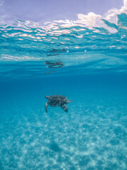 Obraz premium Sea Turtles Swimming Underwater – Loggerhead (Caretta Caretta) and Green Turtle