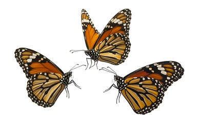 Fototapeta premium butterfly on white background