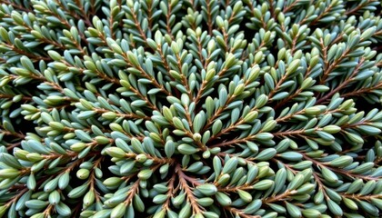 Dense Green Foliage of a Ground-Cover Plant Spreading Across the Surface in a Natural Setting