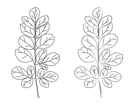 Doodle hand-drawn icon set, outline drawing of moringa leaves, outline drawing of moringa leaf, vector design, vector garlic line art, hand-painting design set, EPS format, 