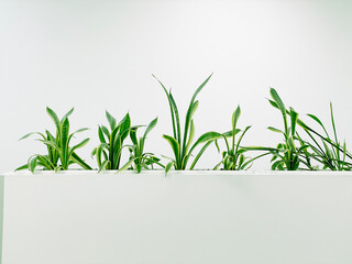 Row of green sansevieria snake plants in a white minimalist planter against a bright white background