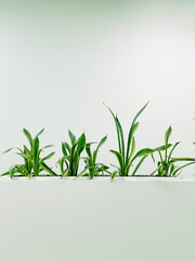 Row of green sansevieria snake plants in a white minimalist planter against a bright white background