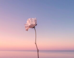 Fototapeta premium Minimal Flower Against Pastel Sky