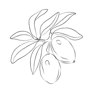 A Hand-drawn sketch of an argan branch with leaves, argan branch outline vector illustration, argan vector color illustration, background, sketch banner, icon, and logo design, argan branch sketch