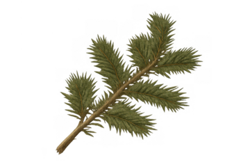 Evergreen fir branch with green needles, isolated and ready for winter holiday designs and natural forest themes