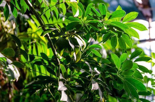 Lush green Schefflera umbrella plant leaves with glossy foliage in bright natural sunlight. Tropical houseplant with vibrant palmately compound leaves on branches, perfect home decor element