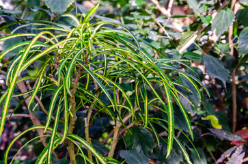 Variegated codiaeum croton plant with striking green and yellow striped leaves in garden. Tropical ornamental foliage with vibrant linear patterns creates colorful natural decorative background