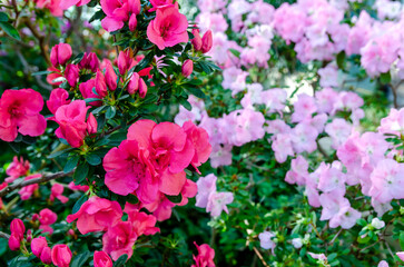 Obraz premium Vibrant pink and pale purple azalea flowers blooming in spring garden. Beautiful colorful rhododendron blossoms with green foliage. Natural floral background for decoration and design