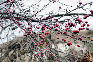 Bright red hawthorn berries on bare winter branches against cloudy sky. Natural seasonal background with vibrant crimson fruits. Perfect for nature, gardening, and winter landscape themes
