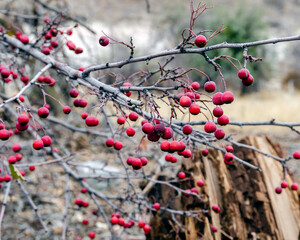 Bright red hawthorn berries on bare winter branches against cloudy sky. Natural seasonal background with vibrant crimson fruits. Perfect for nature, gardening, and winter landscape themes