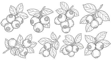 Detailed black and white botanical sketches of blueberry clusters with leaves in various arrangements for design.