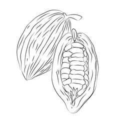 Fototapeta premium Sketch Vector cocoa beans line art, hand-painting design set, EPS format, outline drawing for cocoa beans slices drawing, Doodle hand-drawn icon set, outline drawing of cocoa beans branch, outline