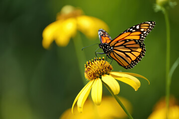 Fototapeta premium A Striking Monarch Butterfly Resting on a Yellow Coneflower with a Blurred Green Background in a Sunny Outdoor Setting, Capturing the Essence of Summer