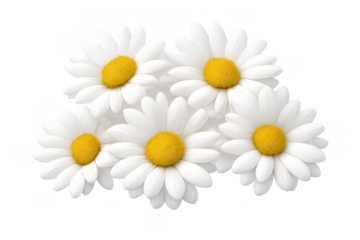 Fresh white daisies blooming, grouped together, representing summer, purity, and natural beauty on transparent background