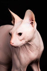 Fototapeta premium Pink Sphynx cat