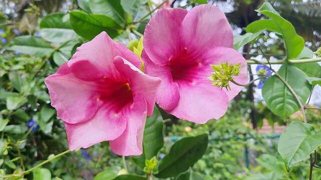 A closeup of Vibrant Pink Allamanda Flower Glowing Radiantly in Warm Sunlight