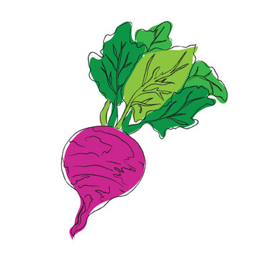 A Stylized collection of flat vector elements in green and purple colors, outline drawing for beetroot, design, beetroot line art, hand painting set, EPS format, Vector beetroot isolated. Vector