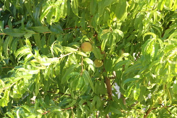 City views and travel routes from Sinop, the pearl of the Black Sea. Sinop Hamsilos, Alaaddin Mosque built in 1214, Erfelek Waterfall with 28 levels.